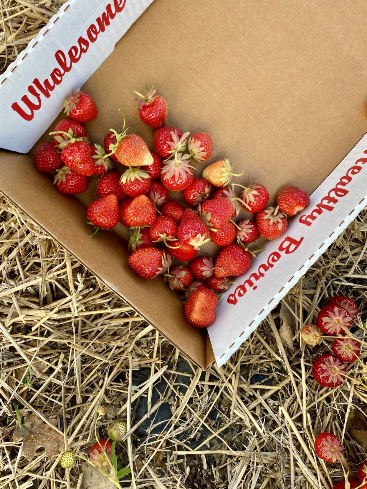 Pick-your-own strawberries